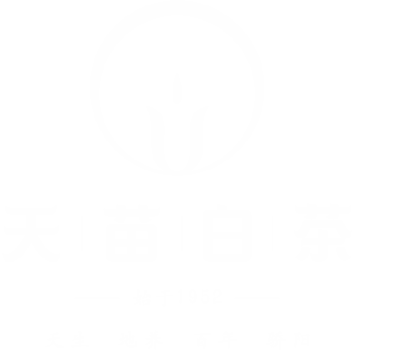 三泉白茶