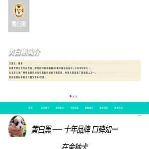 黄白黑柯基